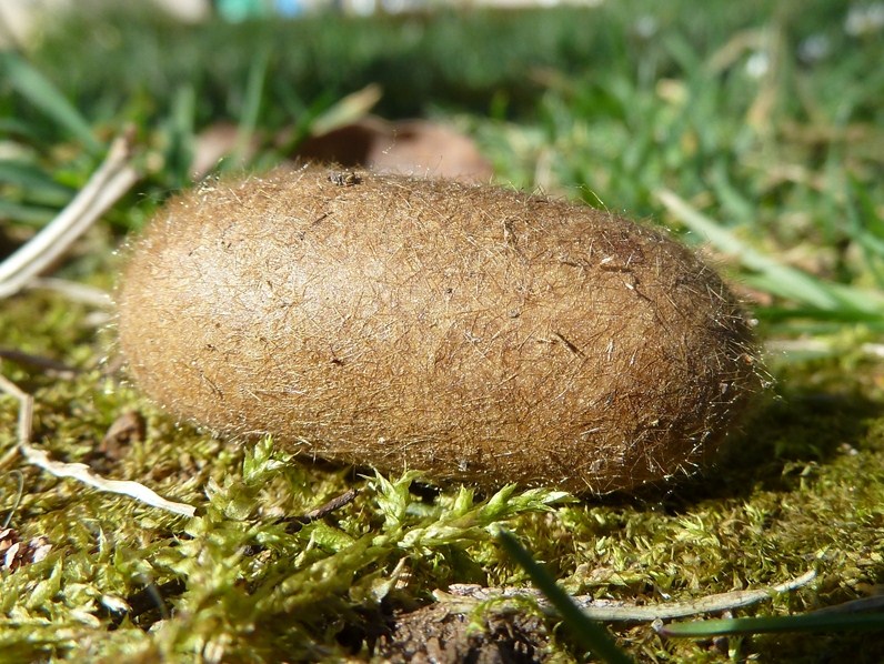 Femmina di Lasiocampa quercus